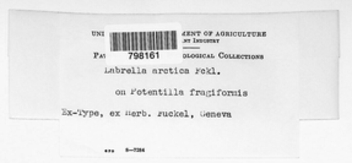 Labrella arctica image